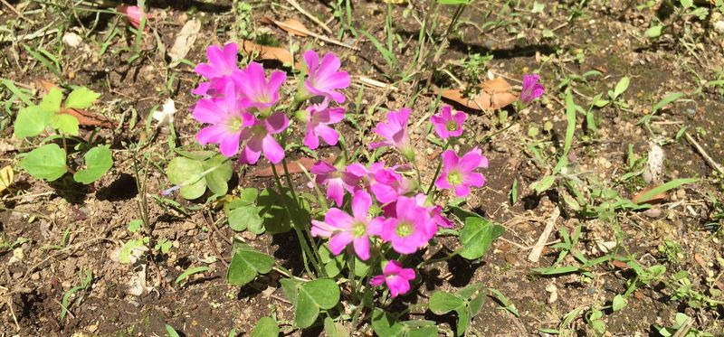 クローバーの花